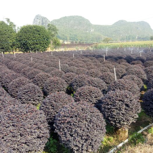 黑珍珠红继木  球高度80，冠70/80自家种的苗圃