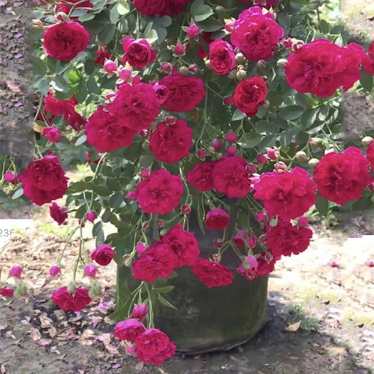 木香花  苗七里香盆栽爬藤植物浓香甜蜜红木香四季开花庭院花卉