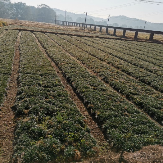 醴陵市 玉龙草，矮麦冬