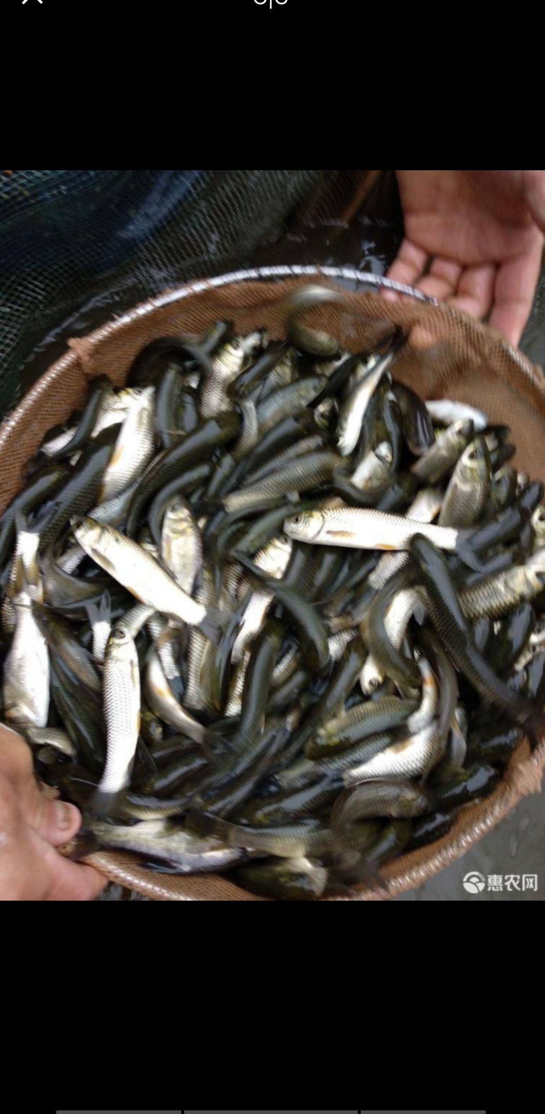长期大量出售草鱼优质草鱼苗鱼及商品鱼