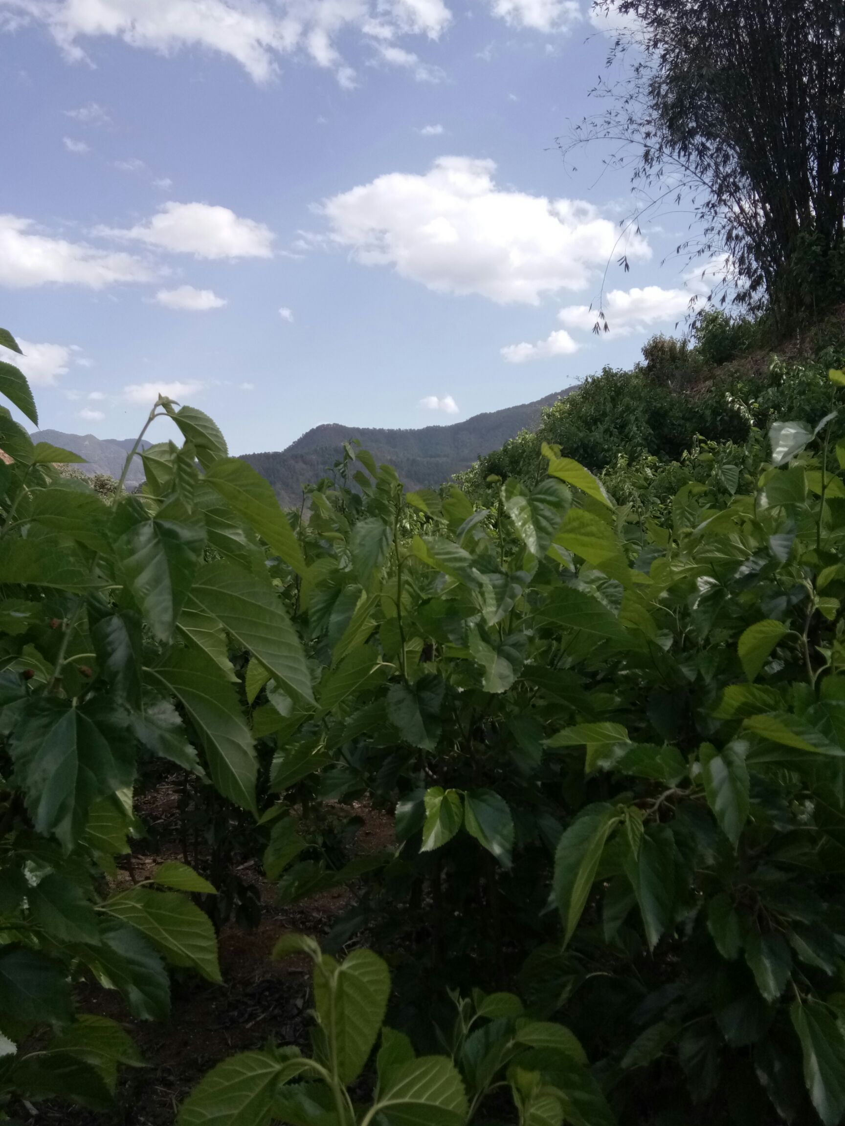  高山蜂蜜，味道纯正，农家卖货