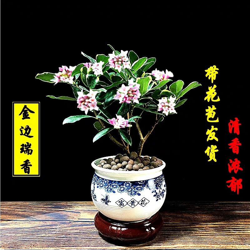 金边瑞香盆栽冬季耐寒植物浓香花卉绿植吸甲醛净化空气