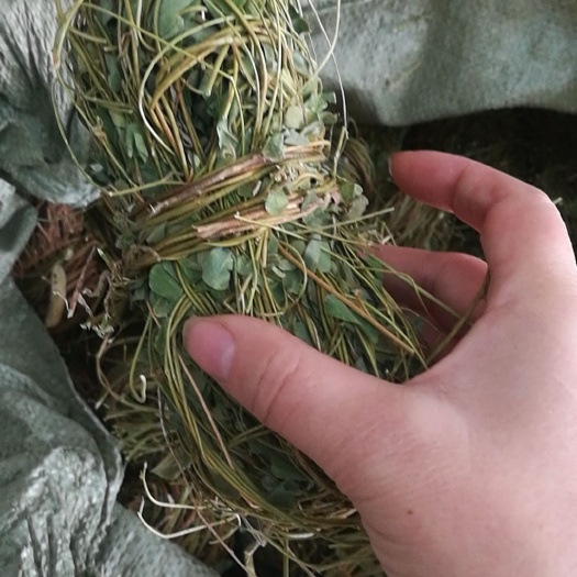鸡骨草干货*批发