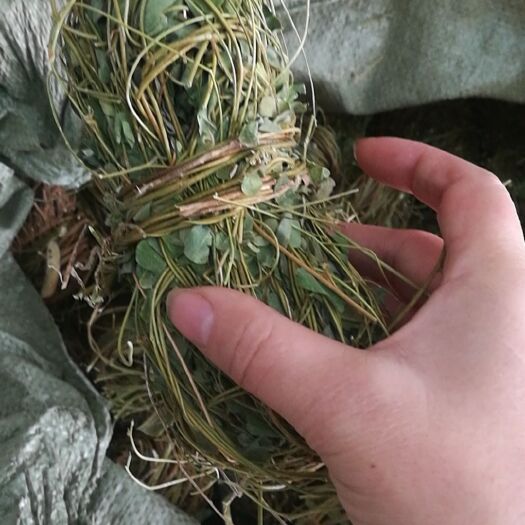 博罗县鸡骨草干货*批发