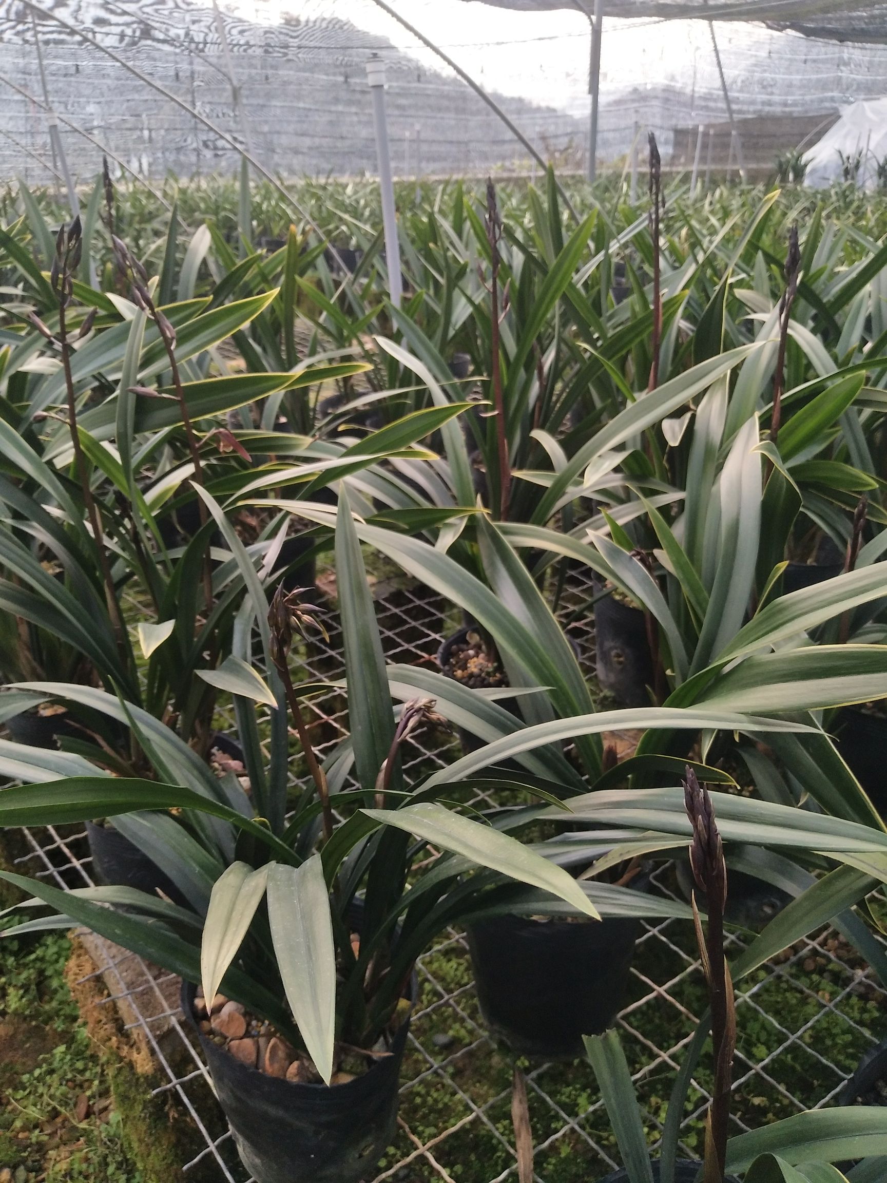 兰花苗报岁兰墨兰金华山春节期间花期浓香型室内绿植盆栽花卉