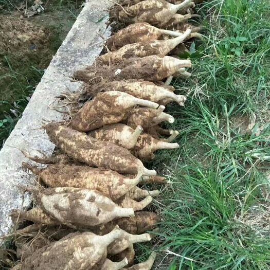 毕节无渣粉葛 粉葛