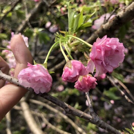  樱花，晚樱，四川樱花基地出售，成都樱花批发价格