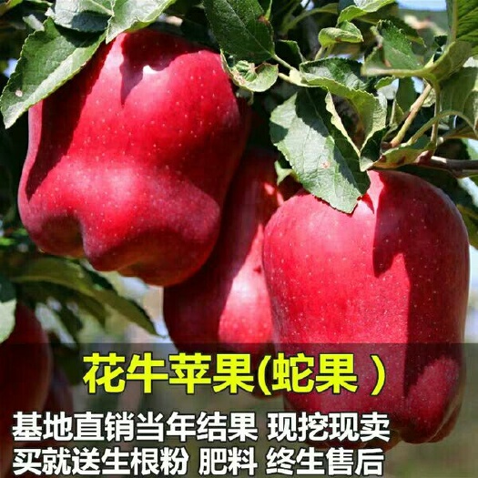 平邑县花牛苹果树苗  嫁接苹果苗红果苗 花牛苹果苗 当年结果包邮南方北方种植