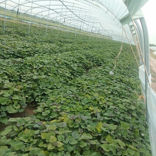 雄县西瓜红红薯苗 预定2020年红薯苗，品种有龙薯苗九，西瓜红，烟薯25