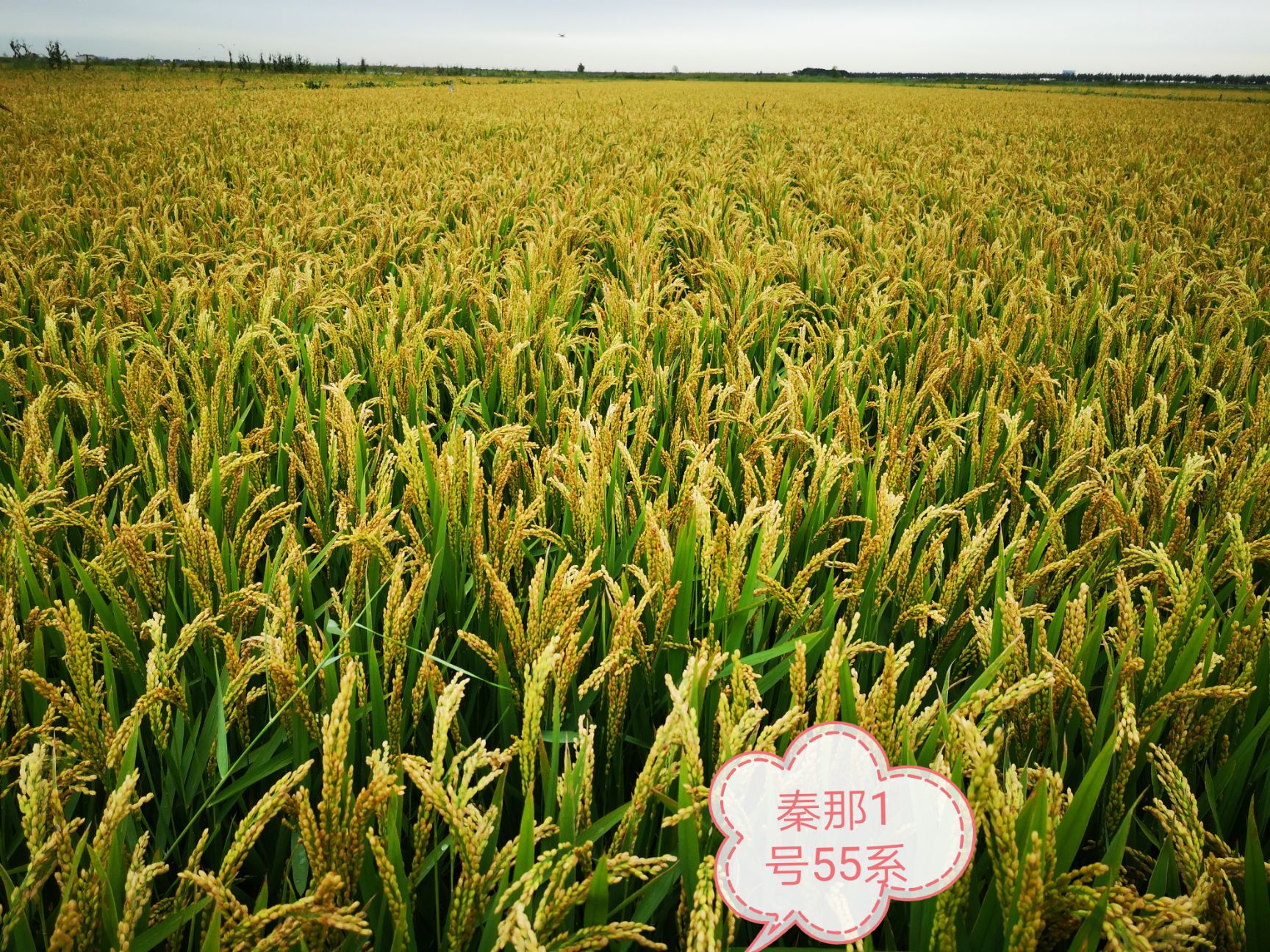 蟹田米 一等品 晚稻 粳米