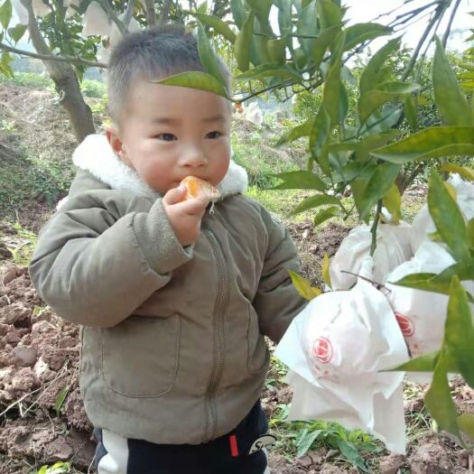 成都耙耙柑  明日见，成都新津永商爱家家廷农场欢迎你