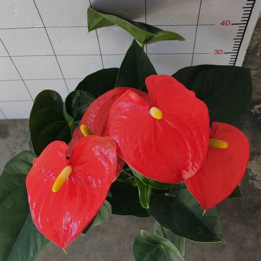 漳平市 红掌特伦萨