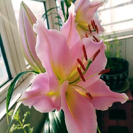 沭阳县香水百合种球大球带芽多花苞四季浓香重瓣矮野生亚洲百合地
