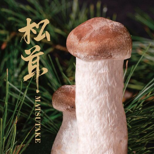 嘉鱼县 人培松茸