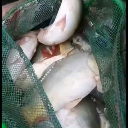 宾阳县 正宗快大裸鲤