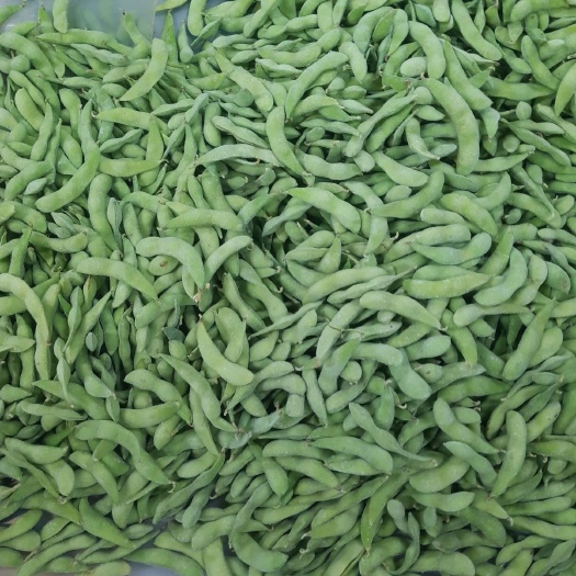 漳浦县速冻毛豆 毛豆荚  价格私聊