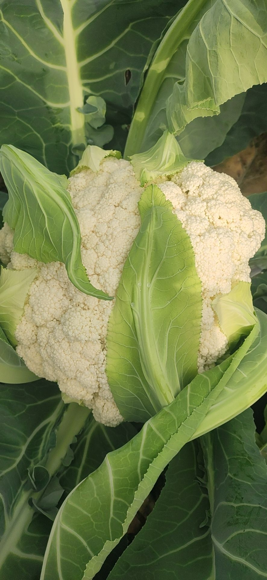 牛绳塘经济合作社,长年种植白花菜,大豆等有机作物, 价格 1.