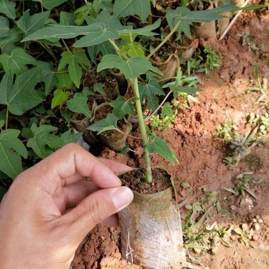  木瓜苗