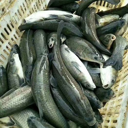 沭阳县 优质青鱼苗一斤3到5尾