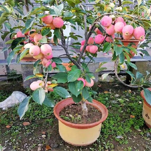 平邑县苹果盆栽  矮化盆栽苹果，基地直销，现挖现发货当年挂果，死苗免费补发。