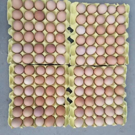 邹平市 精品农五土鸡蛋