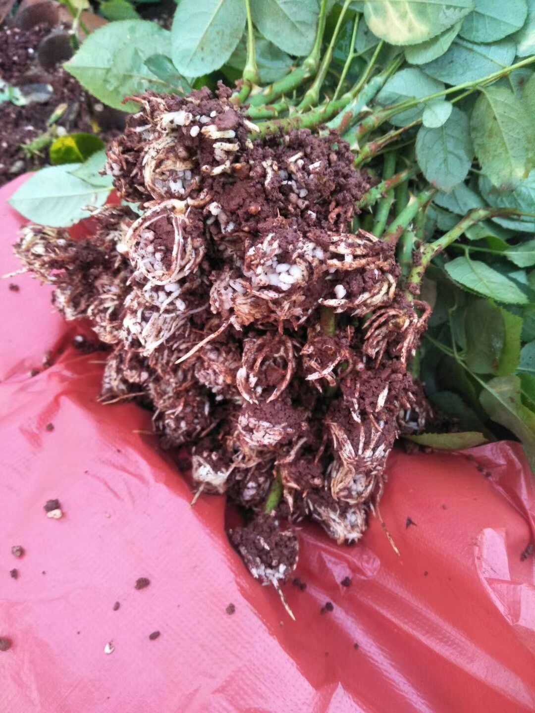 基地直销，多头玫瑰，一只有多个花头，