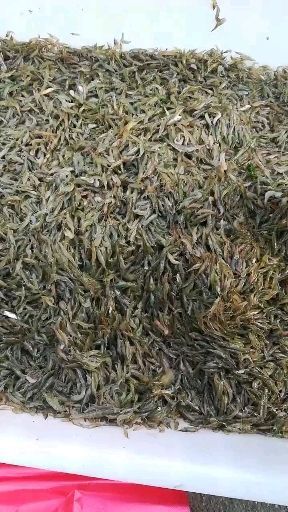 兰陵县草虾