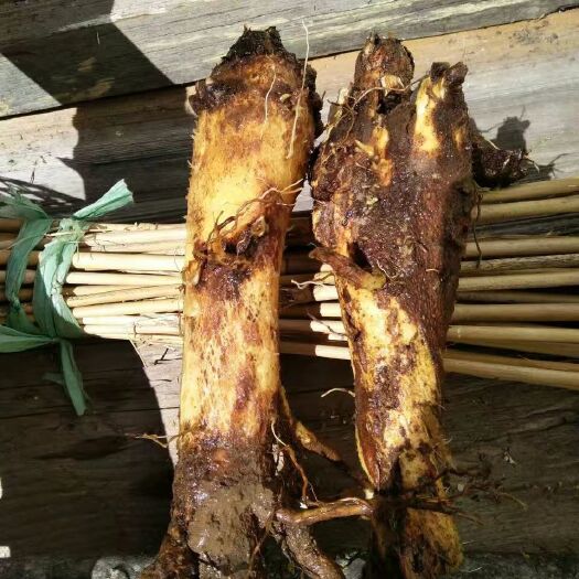 维西县药山药 这些都天然的药物和食物