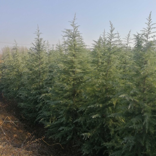 南京 大量供应雪松树苗，规格1-8米。各种规格质量都有。欢迎洽谈