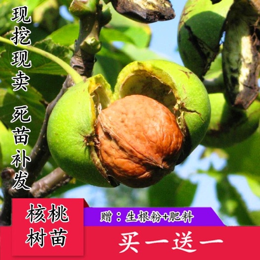 平邑县香玲核桃苗 基地直销【卖家承诺】货假、错、少、未按时发货赔付。