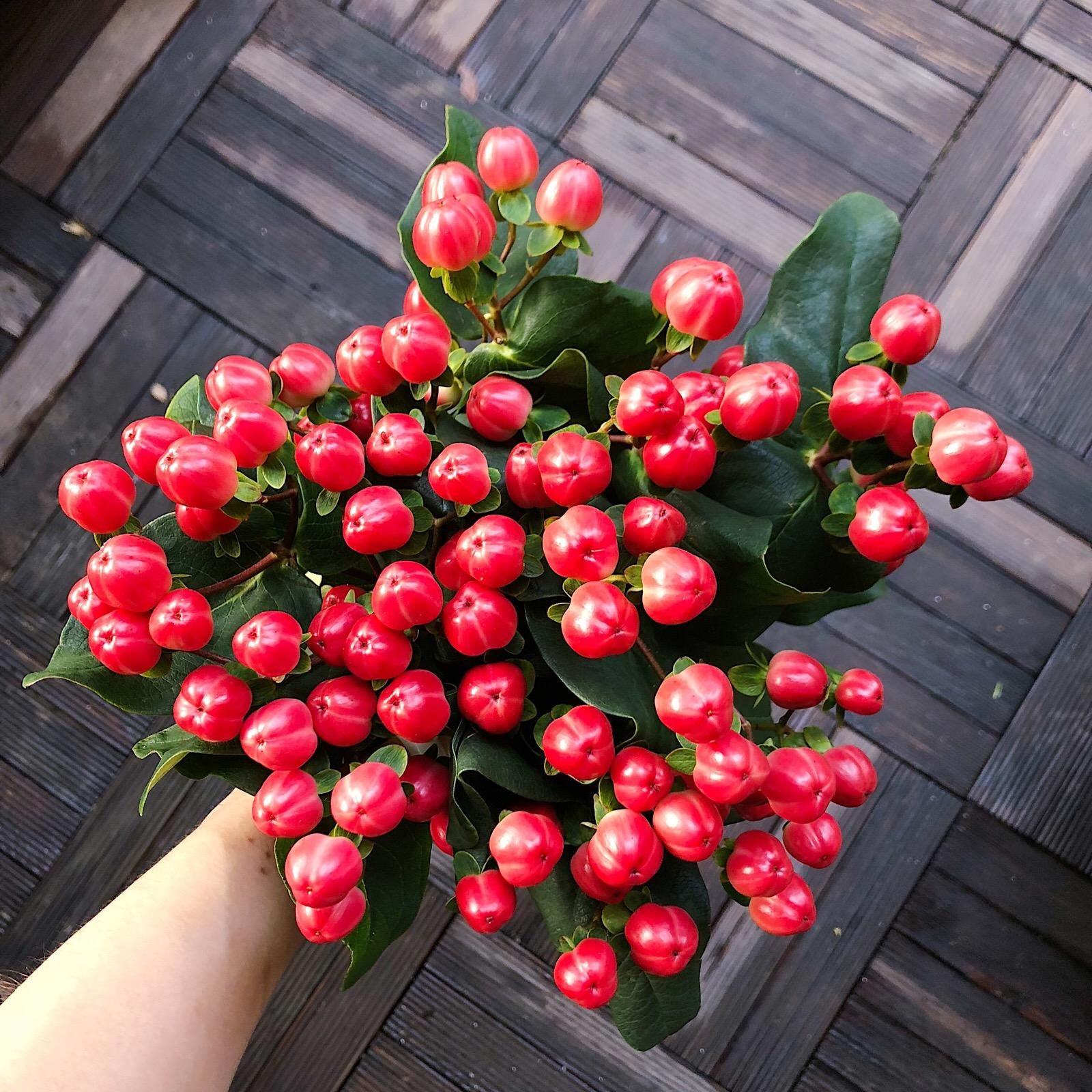 昆明火龙珠苗 火龙珠茶花  火龙珠，有限生长型，长势较强，座果集中平均每序座果3到5个