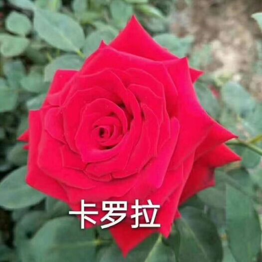 红玫瑰  玫瑰小苗