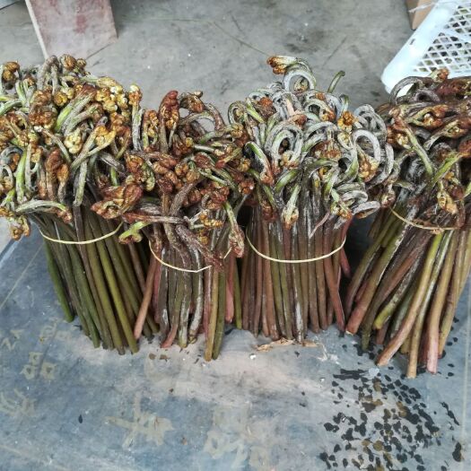 宜宾 长江上游野生蕨菜，上市早，质量好
