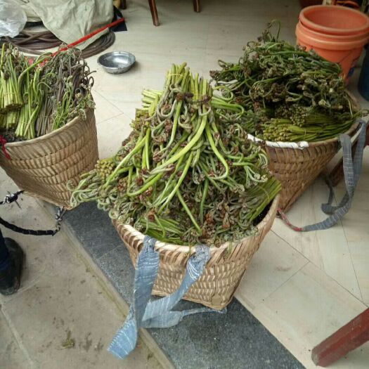 习水县野生蕨菜，龙爪菜，每年鲜货可提供500吨大量批发