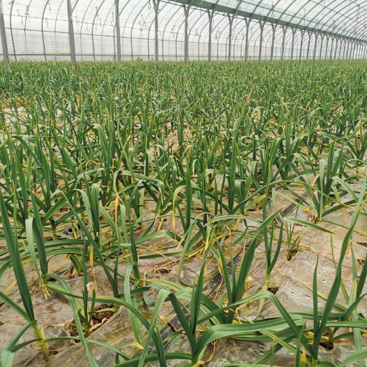 大荔县 蒜苗