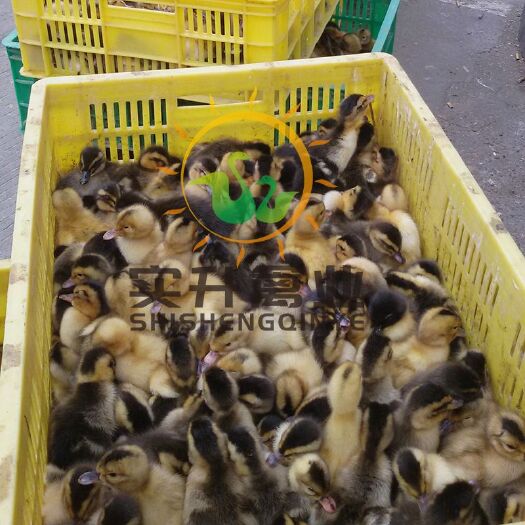 南宁 合浦杂交鸭苗
