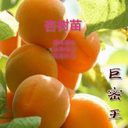 平邑县 巨蜜王杏树苗，6月上旬成熟，极丰产，抗寒，抗病虫，