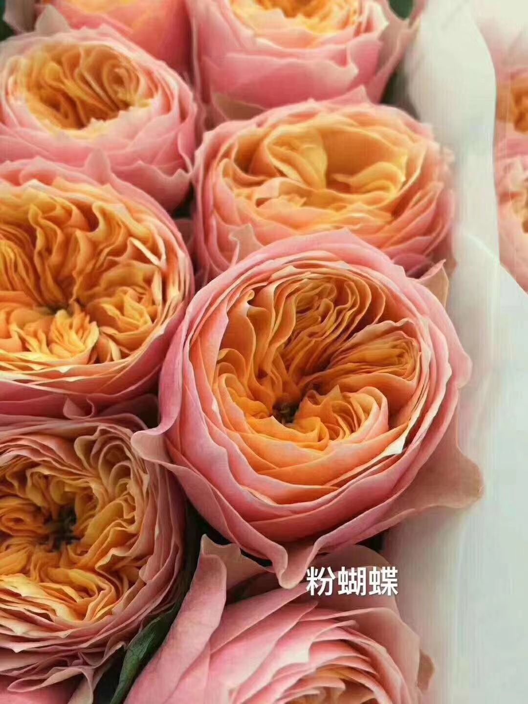 玫瑰苗  蝴蝶，花型非常漂亮，成活率高，