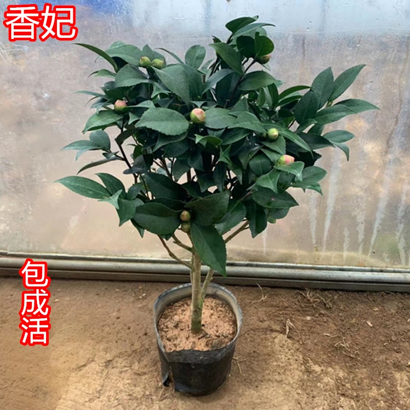  香妃茶花