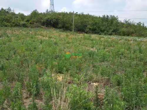 曲靖金竹 400多亩山地在曲靖长坡，需要合作伙伴