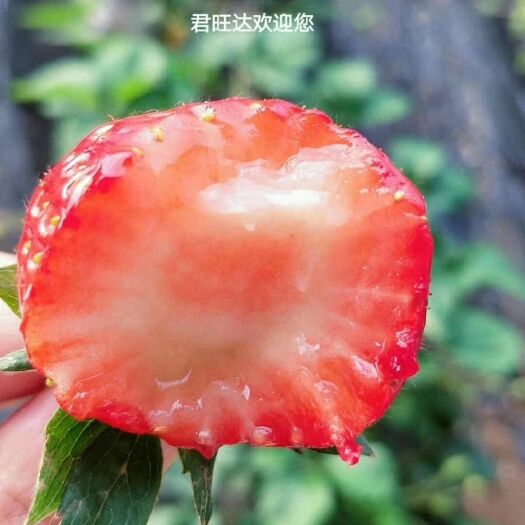 北京 草莓送礼找我订购