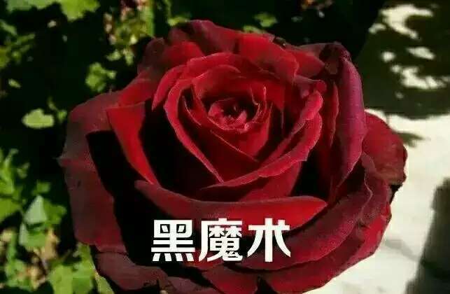 昆明玫瑰苗  黑魔术，颜色漂亮，成活率高