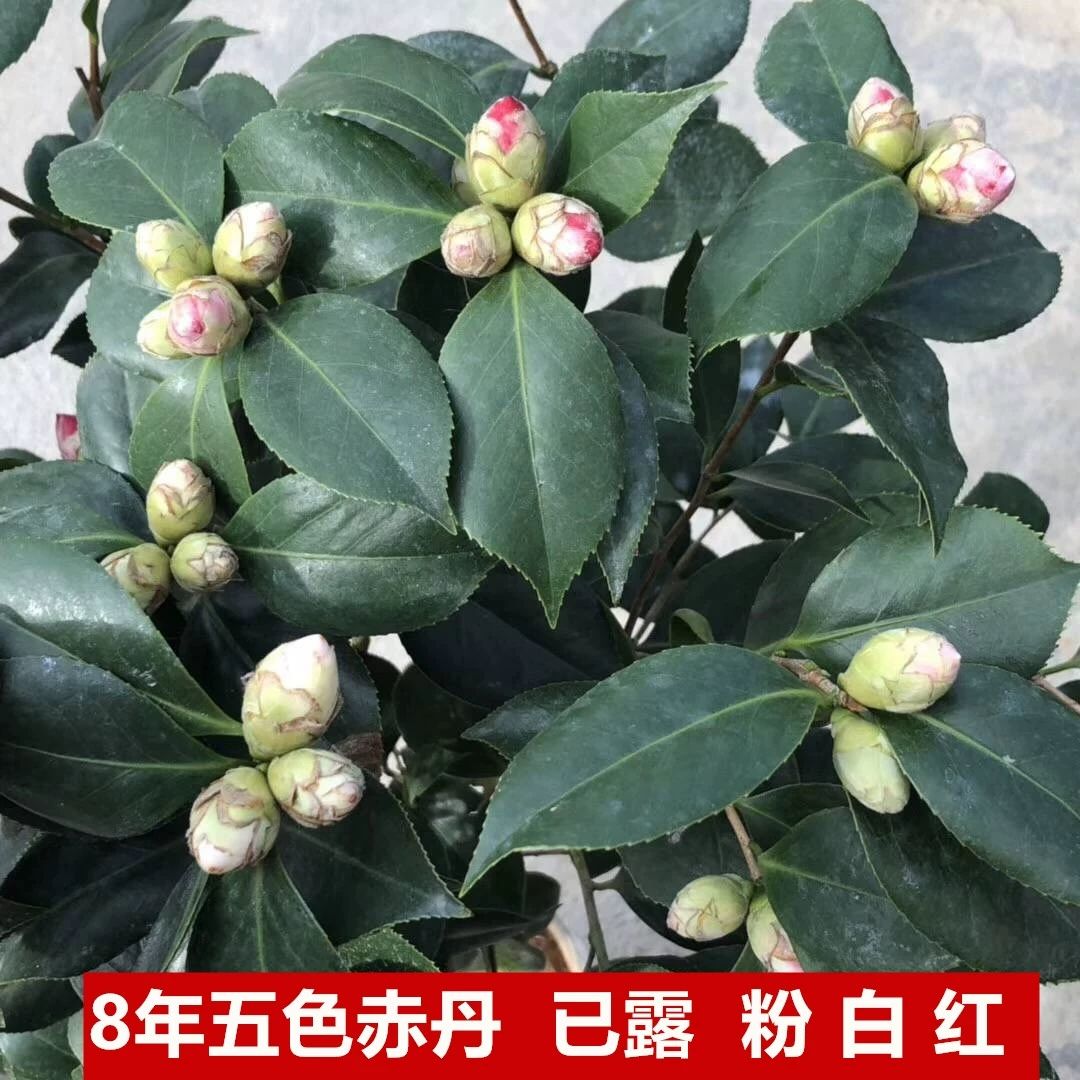  香妃茶花