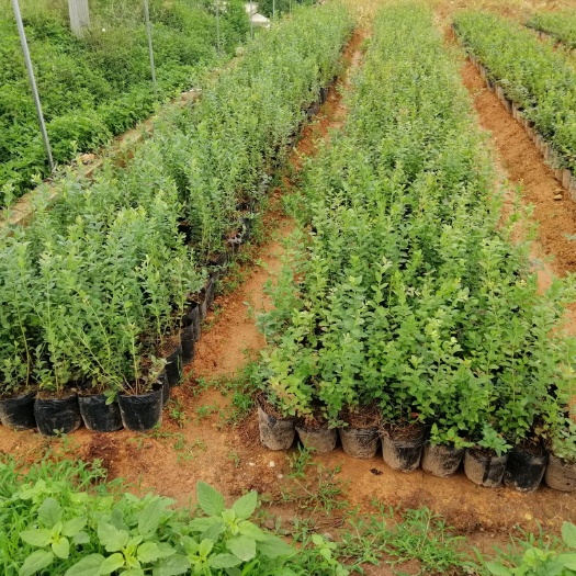 澄江市南高丛蓝莓苗  南高丛蓝莓，莱格西