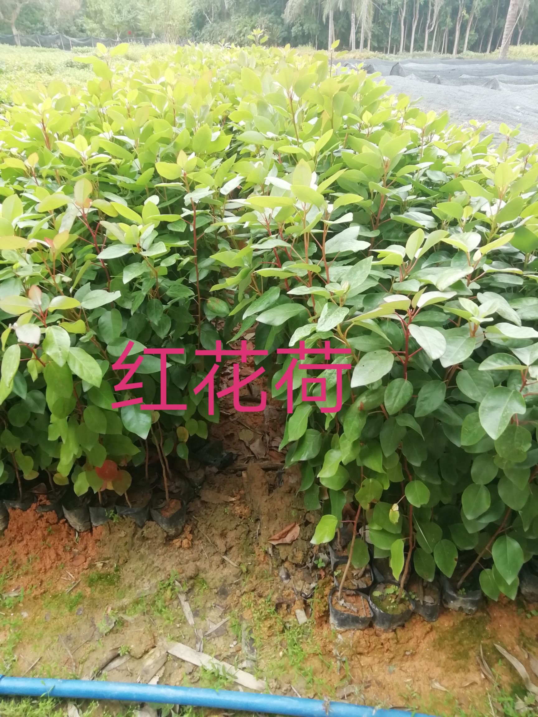 广州红花荷杯苗，绿化乔灌木营养小杯苗