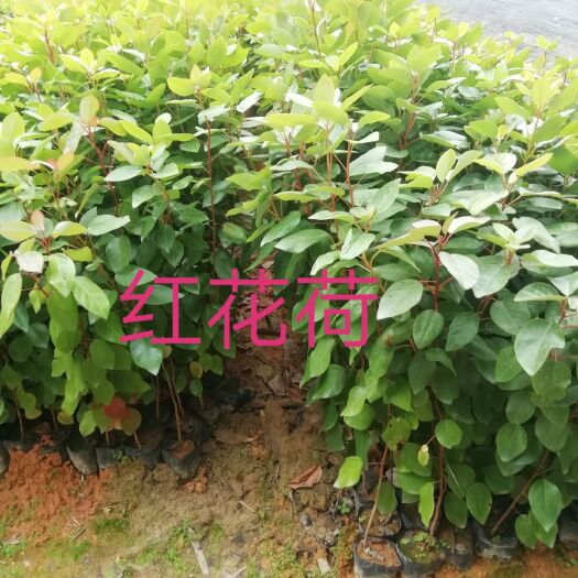 广州红花荷杯苗，绿化乔灌木营养小杯苗