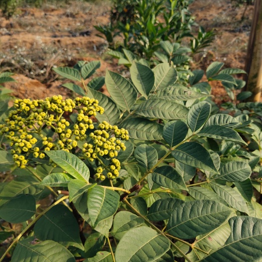 河池吴茱萸苗  超大颗高含量江西中花吴茱萸/树衣子大苗