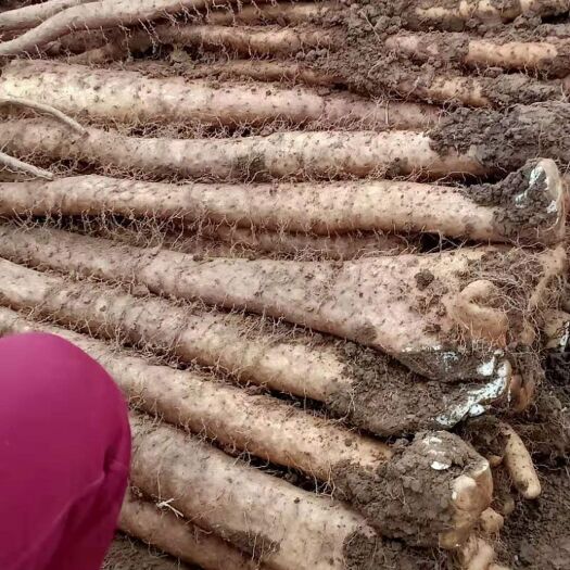 潍坊 山东白玉山药