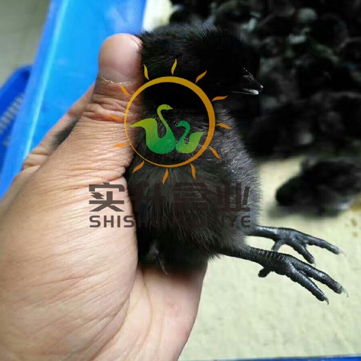 南宁 快大型乌鸡苗