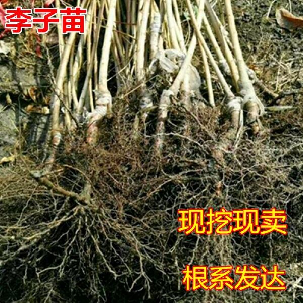 红心李子苗 西梅嫁接无核李子苗，基地直销包邮包成活